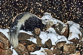 Striped skunk (Mephitis mephitis) at night on a pile of wood under the snow, Saguenay lac St Jean region, Province of Quebec, Canada