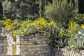 Wild mediterraneen garden in april, Abbaye Saint-Andre, Villeneuve-les-Avignon, Gard, France