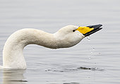 whooper swan (Cygnus cygnus) drinking, England