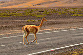 Vicugna (Vicugna vicugna) crossing a road, Chile