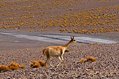 Vicugna (Vicugna vicugna) running, Chile