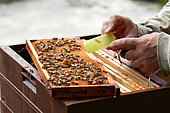 Buckfast bee, Placing a virgin queen with workers and food for adoption in the hive, Centre region, France
