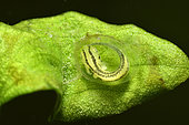 Crested newt egg (Triturus cristatus) protected by a leaf, Couffy commune, Loir et Cher, France