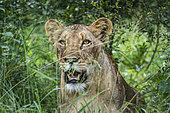 African lioness (Panthera leo) portrait hiding in the grass in Kruger National park, South Africa