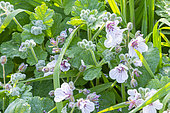 Heron's Bill, Erodium pelargoniifolium 'Sweet Heart', flowers