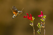 Olive Bee Hawk-moth (Macroglossum stellatarum) in flight, foraging on a Baby sage (Salvia microphylla), Capdenac-le-Haut, Lot, France