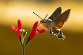 Olive Bee Hawk-moth (Macroglossum stellatarum) in flight, foraging on a Baby sage (Salvia microphylla), Capdenac-le-Haut, Lot, France