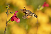Olive Bee Hawk-moth (Macroglossum stellatarum) in flight, foraging on a Baby sage (Salvia microphylla), Capdenac-le-Haut, Lot, France