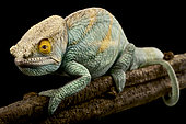 Parson's chameleon (Calumma parsonii)