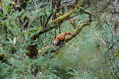 Little Panda (Ailurus fulgens), in a tree, Singalila National Park, Himalaya, Nepal