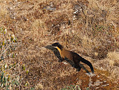 Yellow-throated Marten (Martes flavigula), in the mountains, Singalila National Park, Himalayas, Nepal