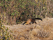 Yellow-throated Marten (Martes flavigula), in the mountains, Singalila National Park, Himalayas, Nepal