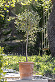 Standard Olive (Olea europaea) in pot