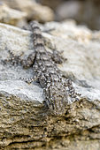 Common wall gecko (Tarentola mauritanica) on a dry stone wall, Bouches-du-Rhone, France
