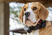 Beagle with electric training collar