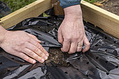 Planting of 'Gariguette' strawberry plants on a mulch sheet, also preventing cats from scratching the soil, Pas de Calais, France