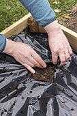 Planting of 'Gariguette' strawberry plants on a mulch sheet, also preventing cats from scratching the soil, Pas de Calais, France