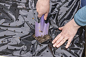 Planting of 'Gariguette' strawberry plants on a mulch sheet, also preventing cats from scratching the soil, Pas de Calais, France