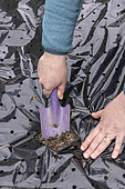 Planting of 'Gariguette' strawberry plants on a mulch sheet, also preventing cats from scratching the soil, Pas de Calais, France