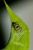 Jumping Spider (Cosmophasis umbratica) on leaf, Klungkung, Bali, Indonesia