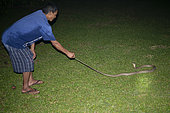 Man (model released) holding tail of King Cobra (Ophiophagus hannah), Klungkung, Bali, Indonesia