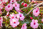 Impatiens hawkeri New Guinea 'Toyota Rose', flowers