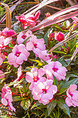 Impatiens hawkeri New Guinea 'Toyota Rose', flowers