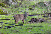 Iberian Lynx (Lynx pardinus), male on a prey he killed (a red deer doe (Cervus elaphus), the prey already eaten previously was covered by earth and grass to escape the sight of vultures, Natural Park of Sierra de Andújar, Sierra de Andújar, Sierra Morena, Andalusia, Spain