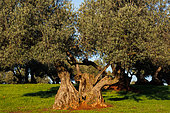 Olive growing, (Picual variety), La Carolina, Andalusia, Spain