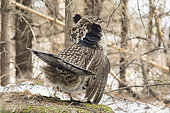 Ruffed Grouse (Bonasa umbellus) male standing on a moss-covered rock and observing. Territorial posture, La Mauricie National Park, Province of Quebec, Canada