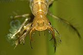 Great diving beetle (Dytiscus marginalis) larva in a pond, Couffy, Loir et Cher, France
