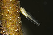 Green tree frog (Hyla arborea) tadpole on a piece of wood immersed in a pond, Couffy, Loir et Cher, France
