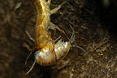 Predation of a water flea by a larva of Great diving beetle (Dytiscus marginalis), Couffy, Loir et Cher, France