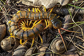 Mediterranean banded centipede (Scolopendra cingulata), Bouches-du-Rhone, France