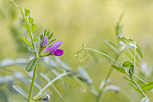 Vetch (Vicia segetalis), Bouches-du-Rhone, France