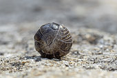 Rolled up Pill woodlice (Armadillidium sp.), Bouches-du-Rhone, France