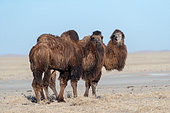 Bactrian camel (Camelus bactrianus), Steppe area, East Mongolia, Mongolia