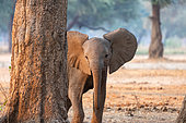 Éléphant de savane d'Afrique ou Éléphant de savane (Loxodonta africana), Intimidation, parc national de South Luangwa, Zambie