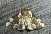 Peach Blossom (Thyatira batis) on wood in garden, Lorraine, France