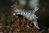 Painted Hypselodoris Nudibranch (Hypselodoris infucata), Batu Niti Slope dive site, Seraya, Karangasem, Bali, Indonesia