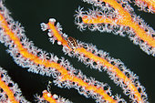 Dalmatian Ladybug Amphipod (Cyproideidae Family) on coral with polyps, Emerald dive site, Seraya, Karangasem, Bali, Indonesia