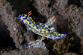 Pair of Painted Hypselodoris Nudibranch (Hypselodoris infucata), Batu Niti Slope dive site, Seraya, Karangasem, Bali, Indonesia