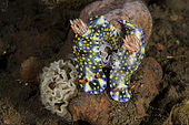 Pair of Painted Hypselodoris Nudibranches (Hypselodoris infucata) by egg ribbon, Melasti dive site, Seraya, Karangasem, Bali, Indonesia