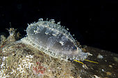 Wandering Cowry (Erronea errones), Wreck Slope dive site, Tulamben, Karangasem, Bali, Indonesia
