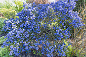 Feltleaf Ceanothus, Ceanothus arboreus 'Concha', in bloom