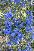 Feltleaf Ceanothus, Ceanothus arboreus 'Concha', in bloom