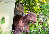 Renard roux (Vulpes vulpes) renardeau et sculpture de jardin, Angleterre