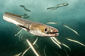European eel (Anguilla anguilla), Port of Sète, Hérault, Occitanie, France