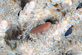 Five-lined Goby (Gobiodon quinquestrigatus) in coral, Turtleneck dive site, Candidasa, Bali, Indonesia