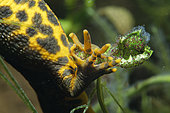 Crested newt (Triturus cristatus) female enclosing an egg in the vegetation with her hind legs to protect it, Couffy commune, Loir et Cher, France